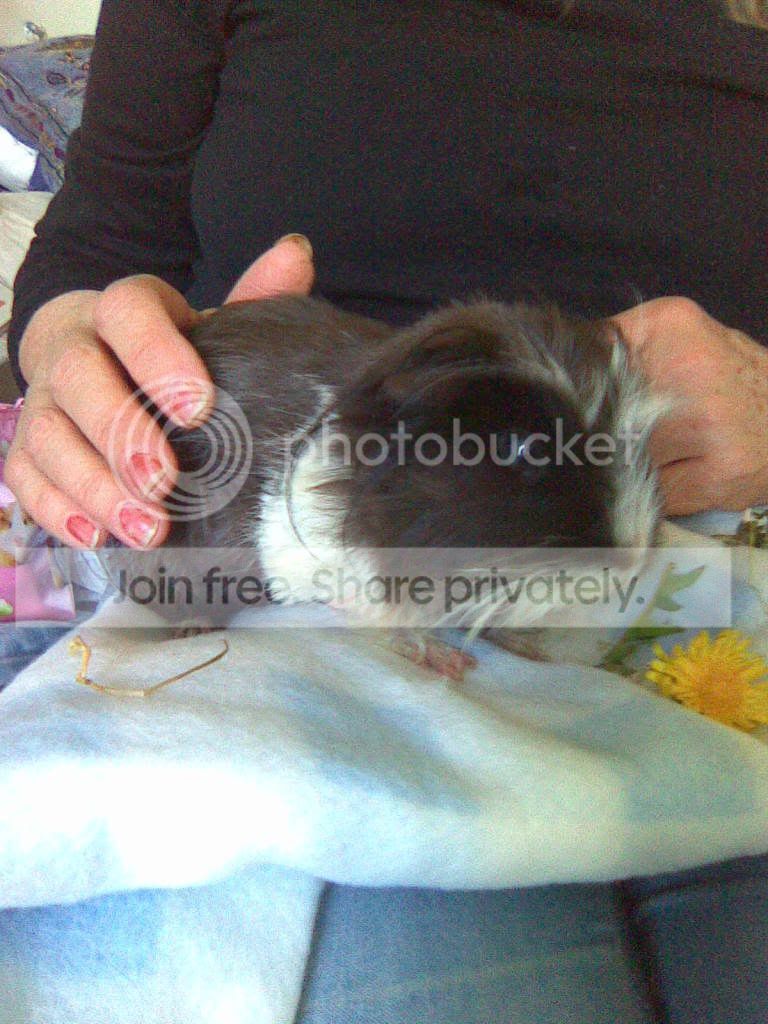 PoorlyRockyfeedingII.jpg