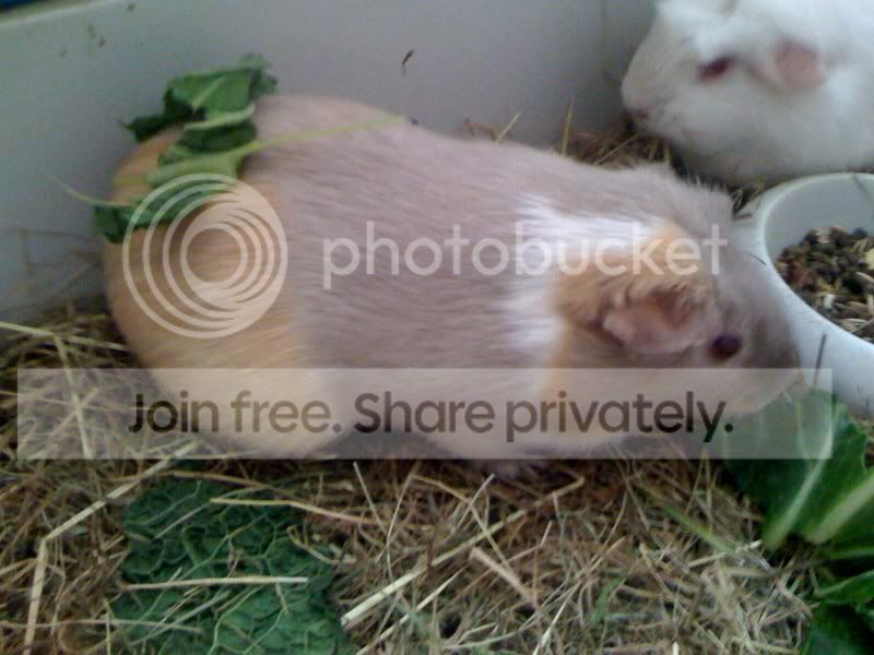 Poppet1130909.jpg