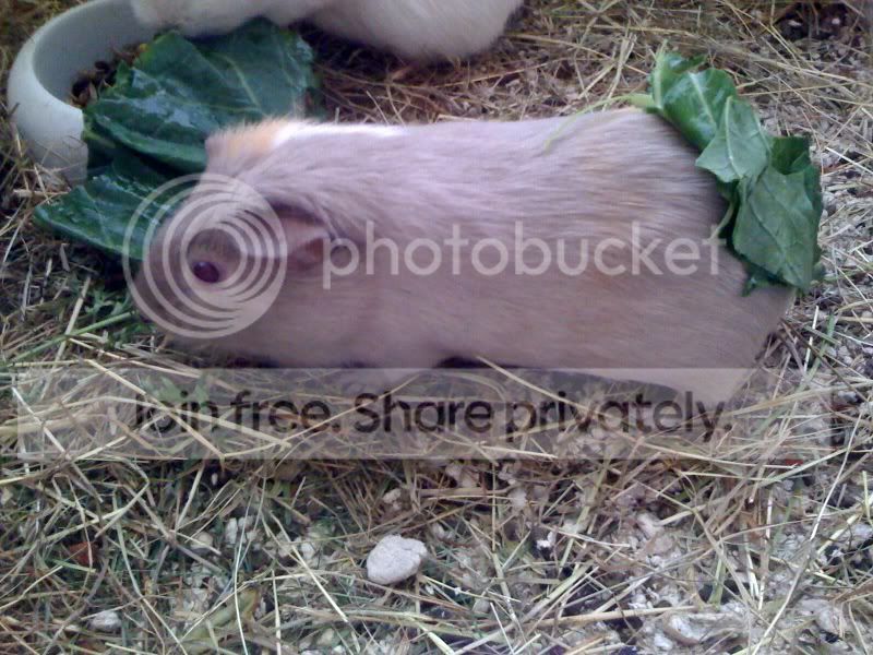 Poppet13909.jpg