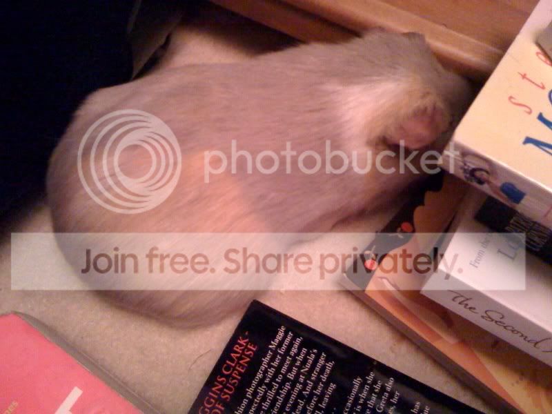Popswithbooks1.jpg