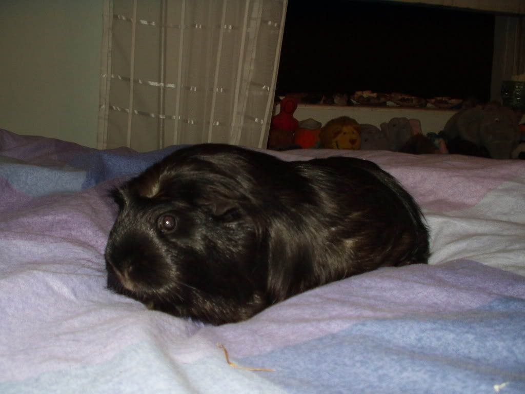 Riffonbed.jpg