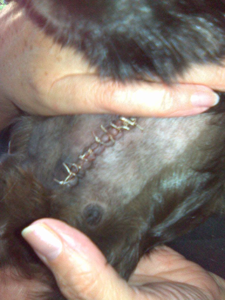 Riffswoundaftersurgery.jpg