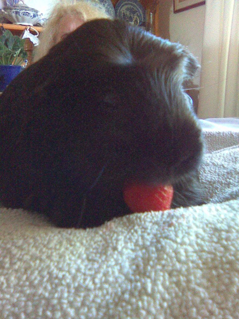 StrawberryIII.jpg