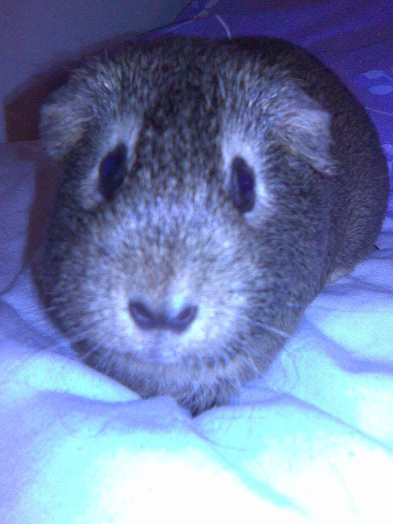 Toonylookinginnocent.jpg
