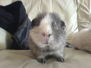 badgerpicture.jpg