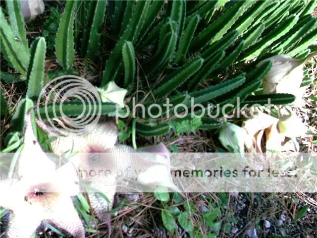 http://i230.photobucket.com/albums/ee307/edgarblythe/cacti1.jpg
