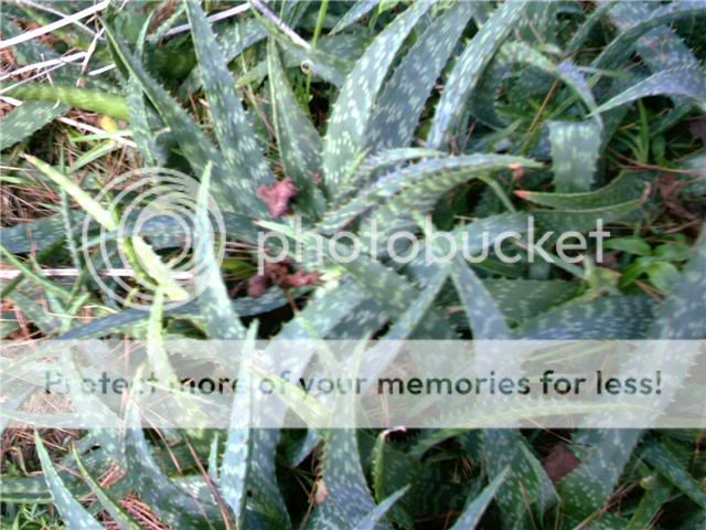 http://i230.photobucket.com/albums/ee307/edgarblythe/cacti5.jpg