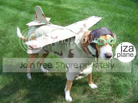 pilotdog.jpg