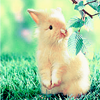 andune_85-anin (7).png